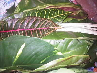 exotic foliage
